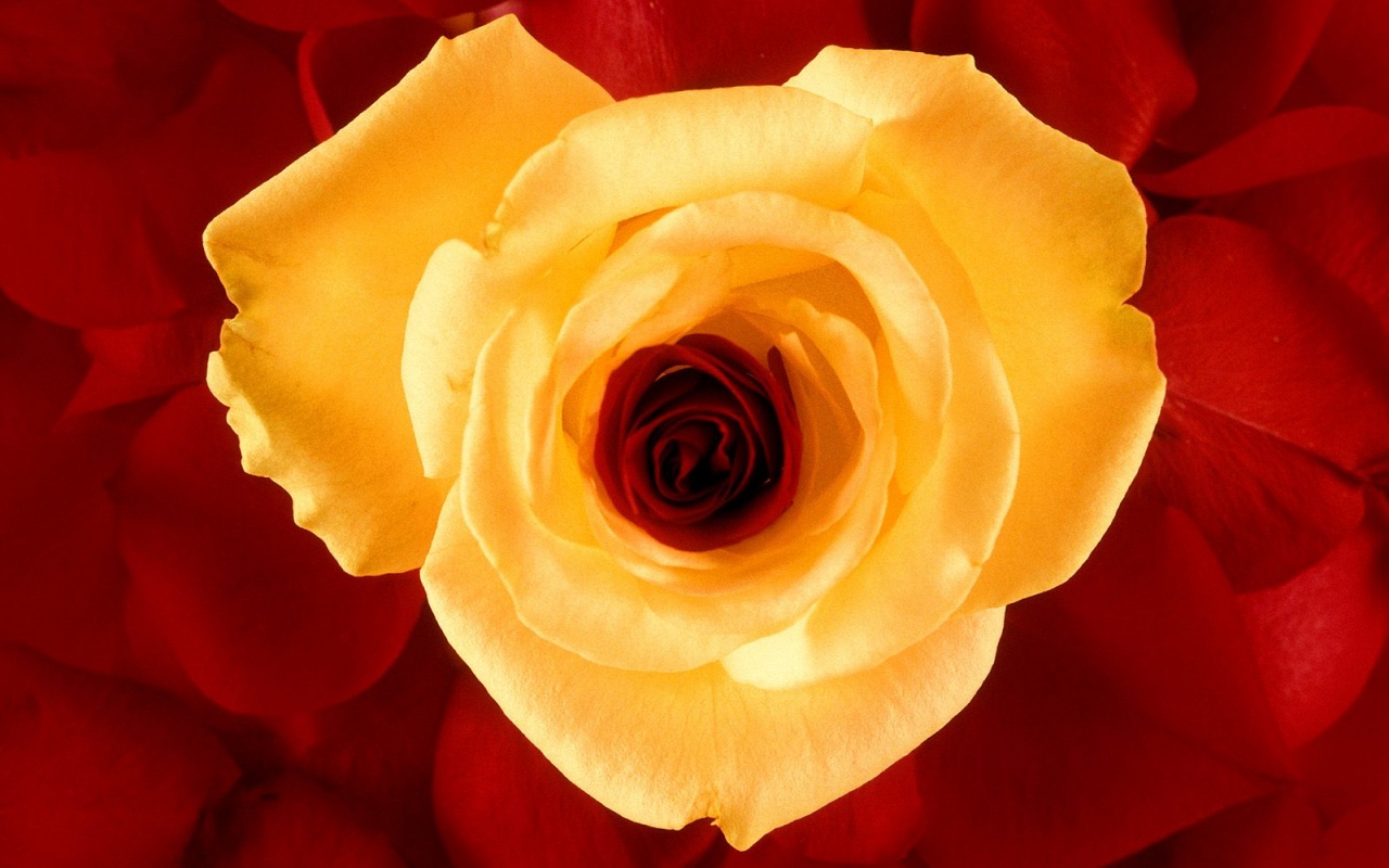 Необыкновенная роза обои