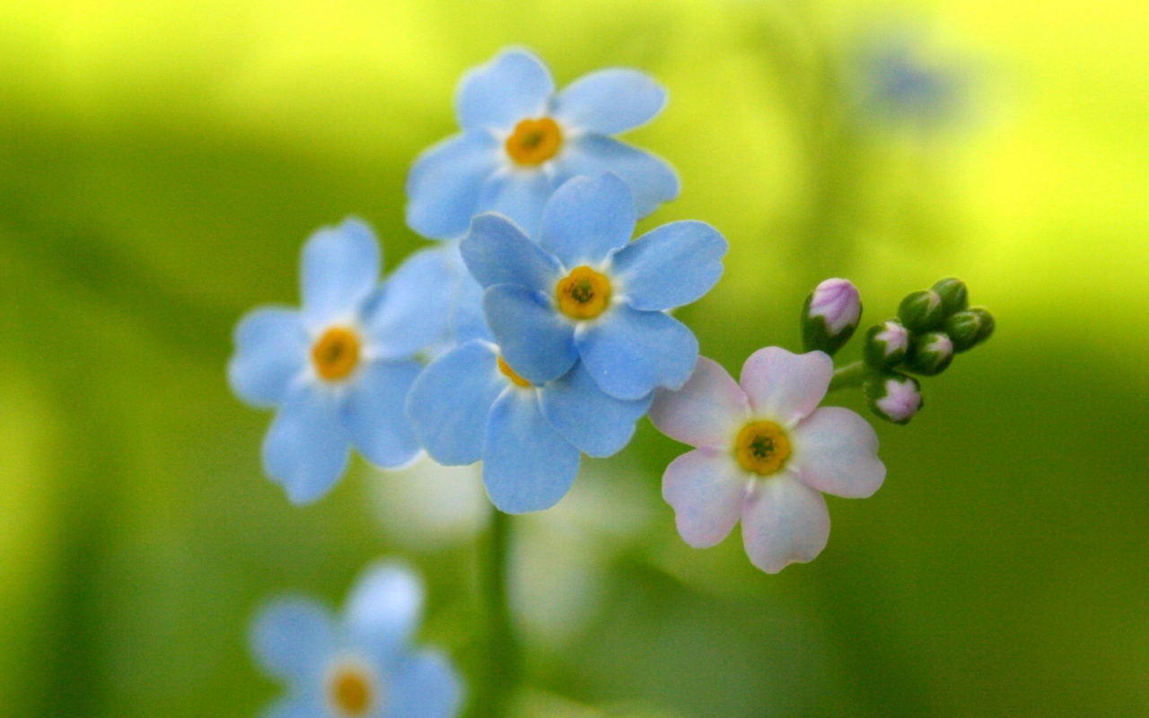 синие цветы незабудки крупный план роса без смс
