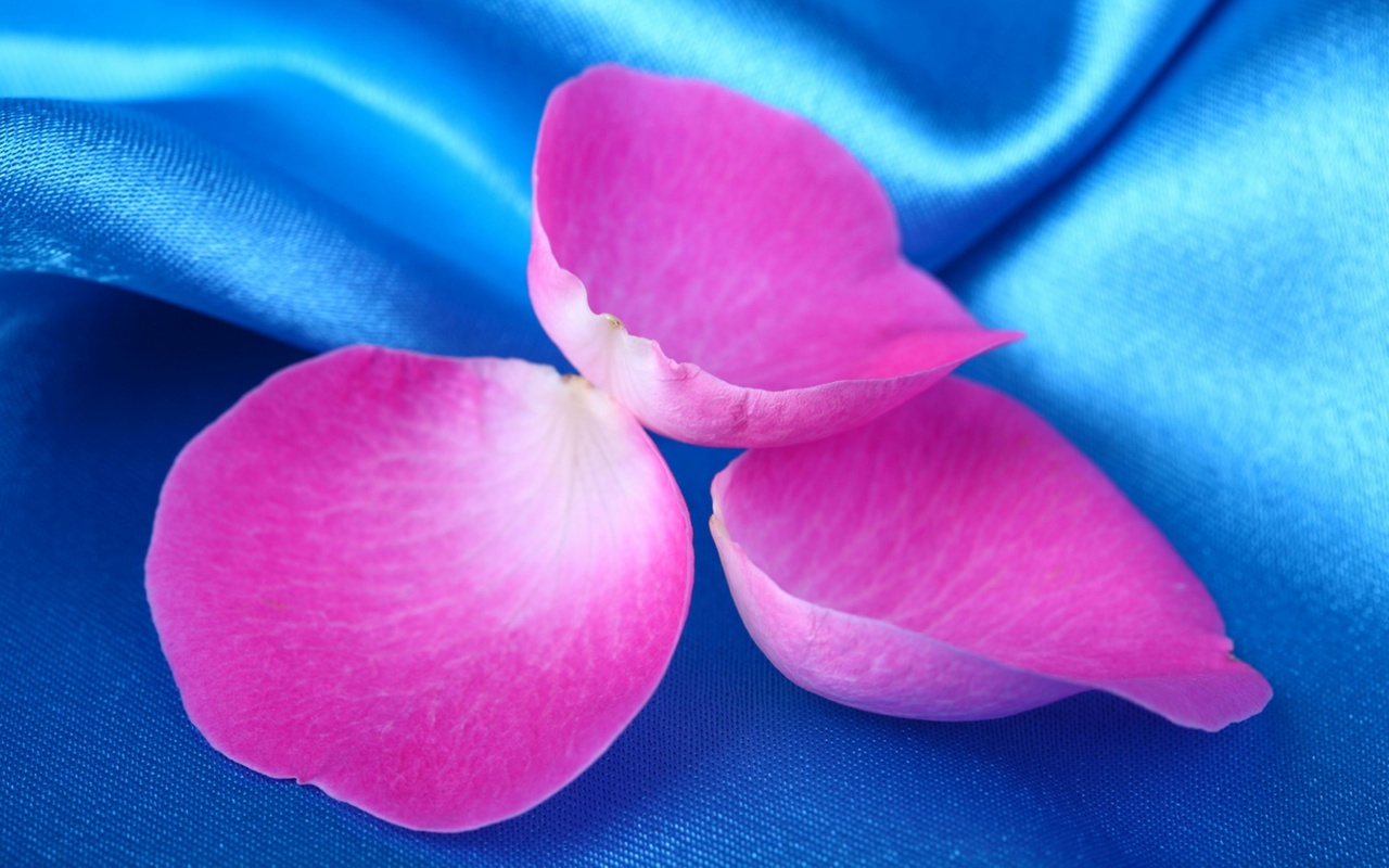 Лепестки розы на голубой ткани обои