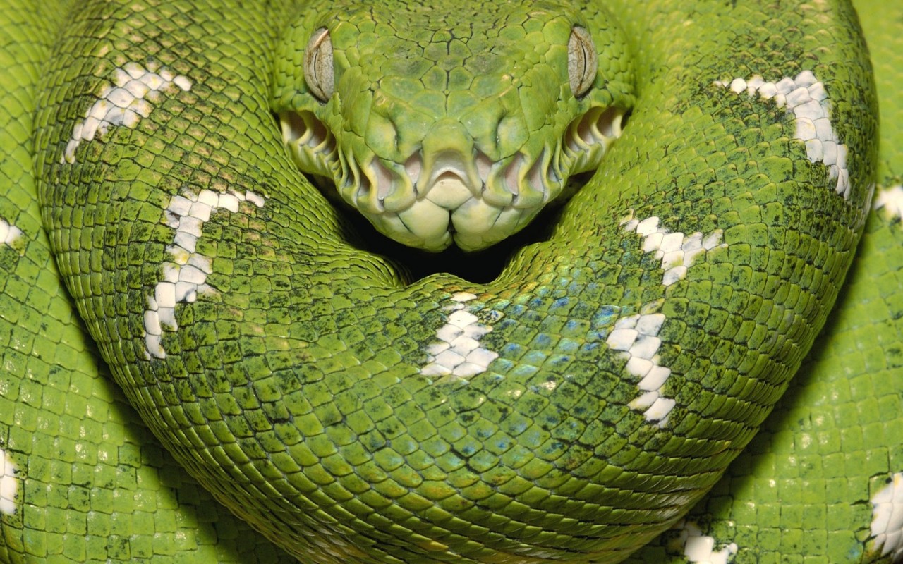 Зеленая змея обои