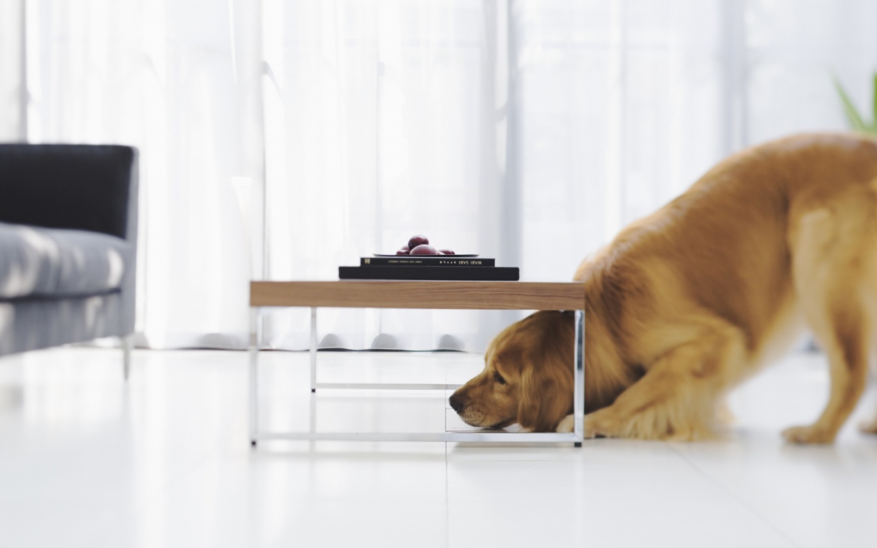 Большая собака под маленький столик обои