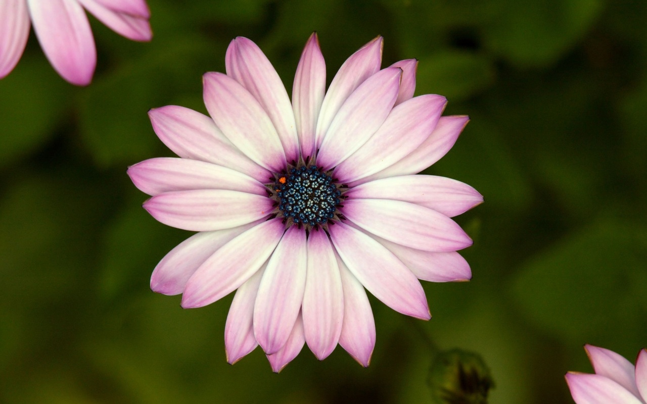 Макро фотография цветка обои