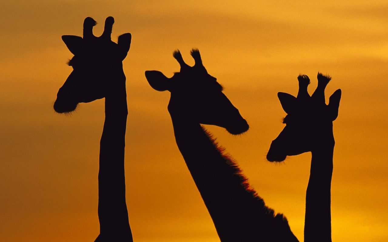 Три силуэта жирафов на фоне неба обои