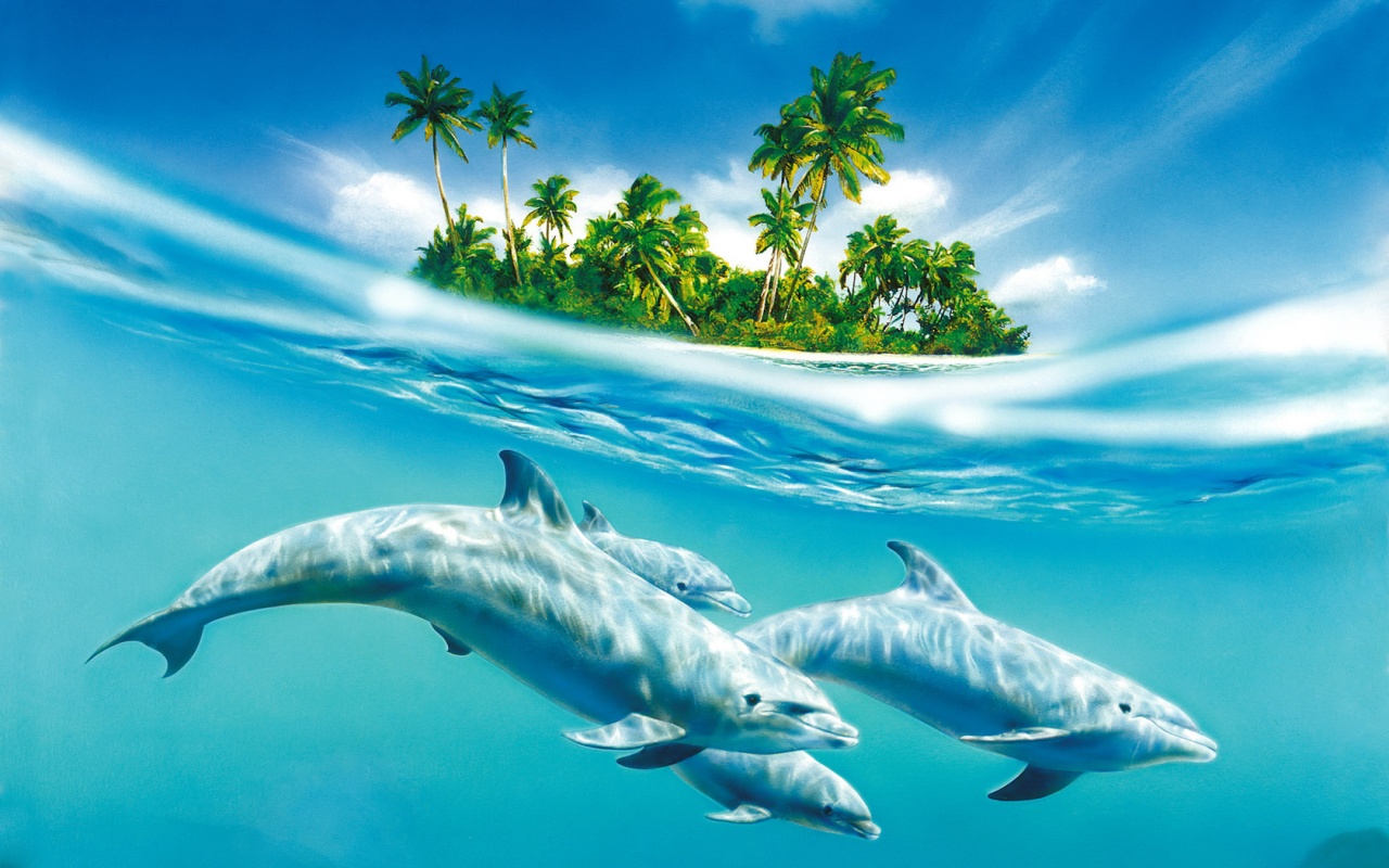 Остров дельфинов обои