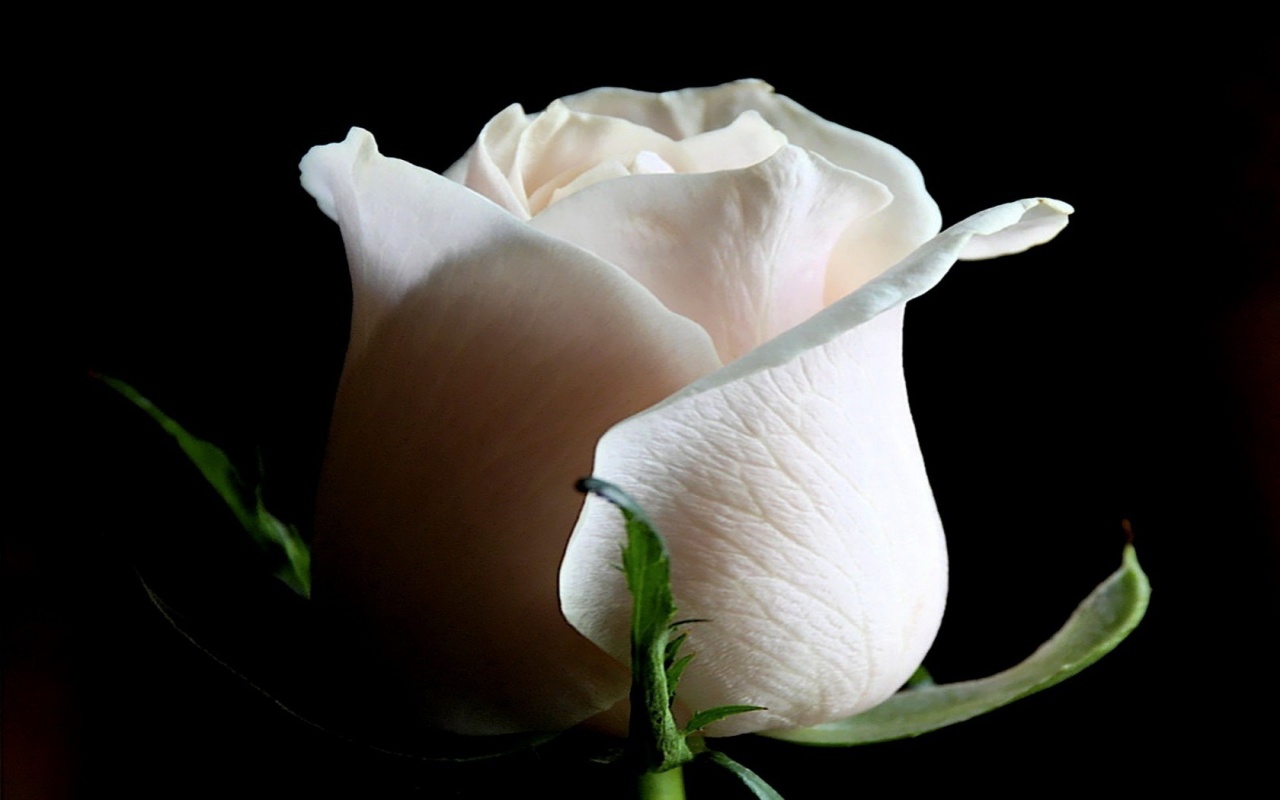 Бутон белой розы обои