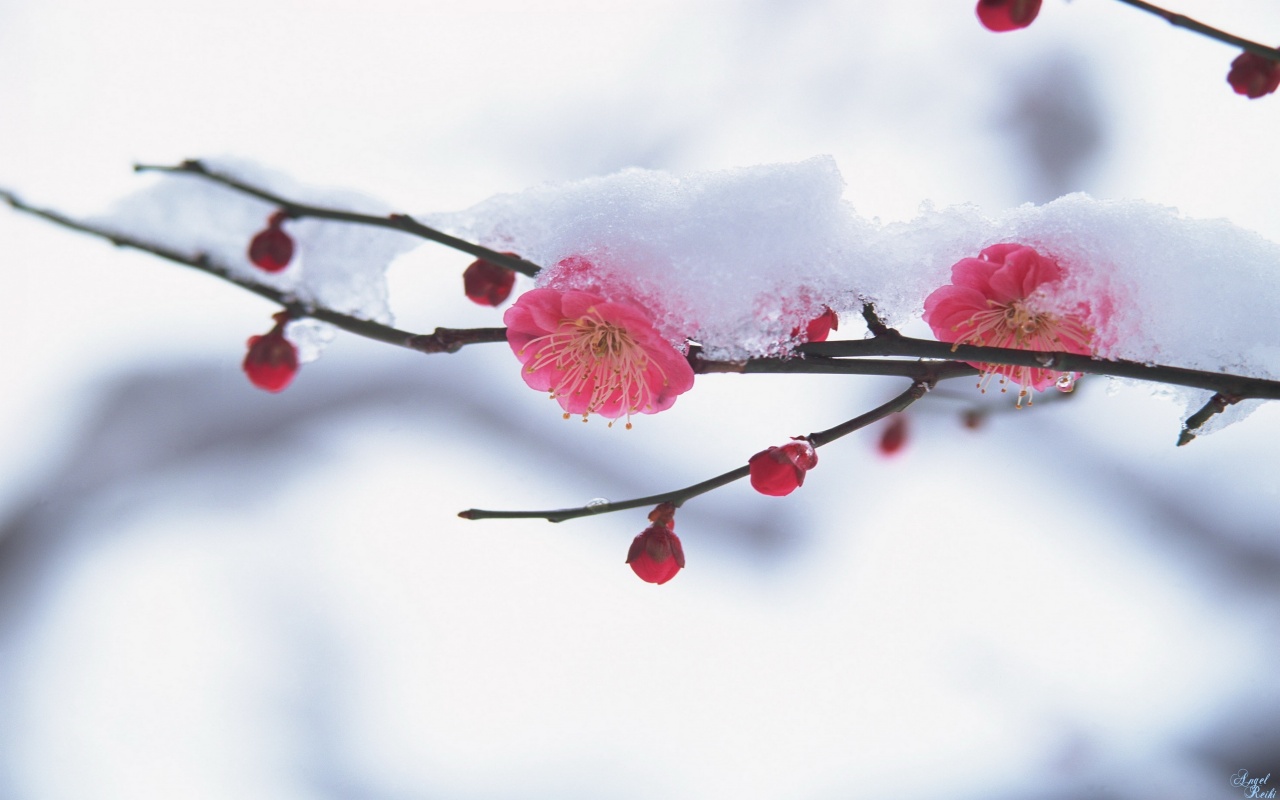 Цветы под снегом обои