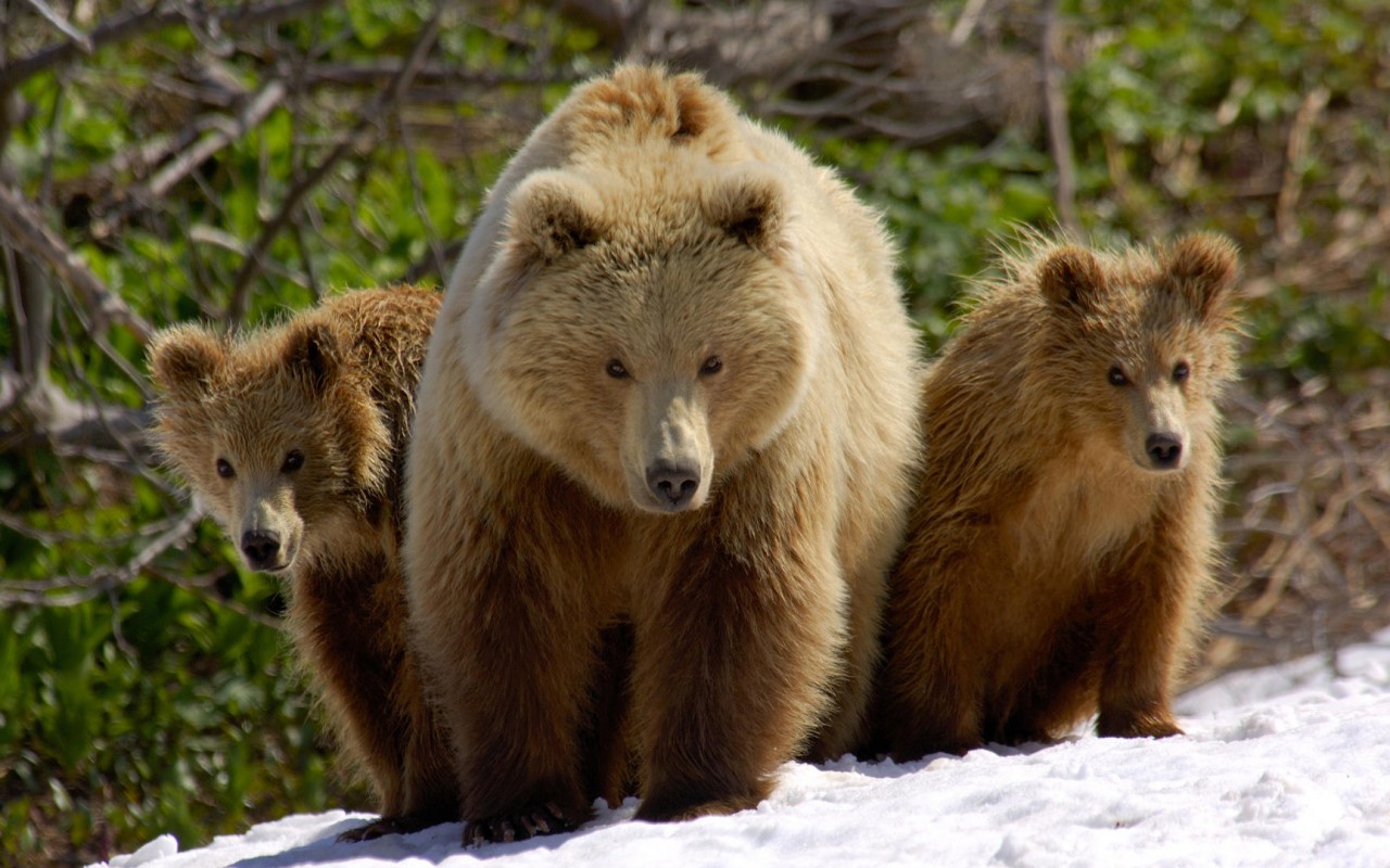 Три медведя обои