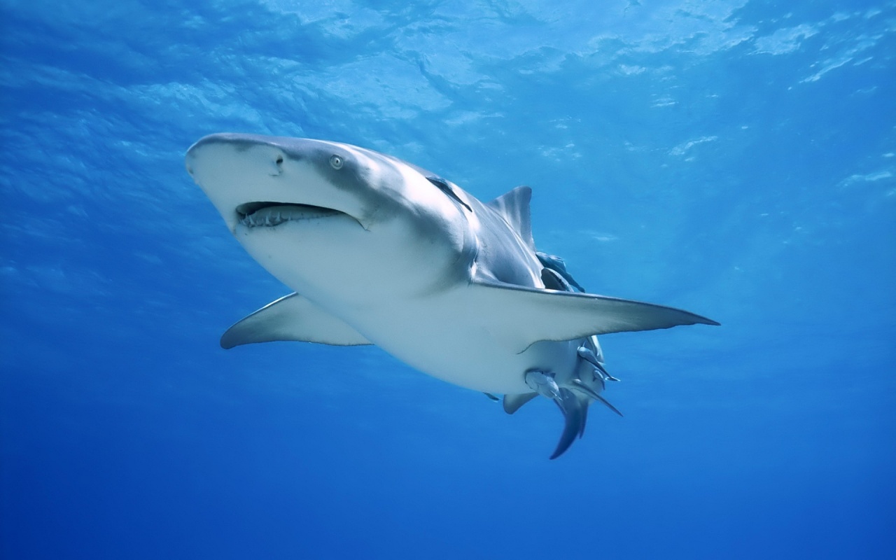 Красивая глубоководная акула обои