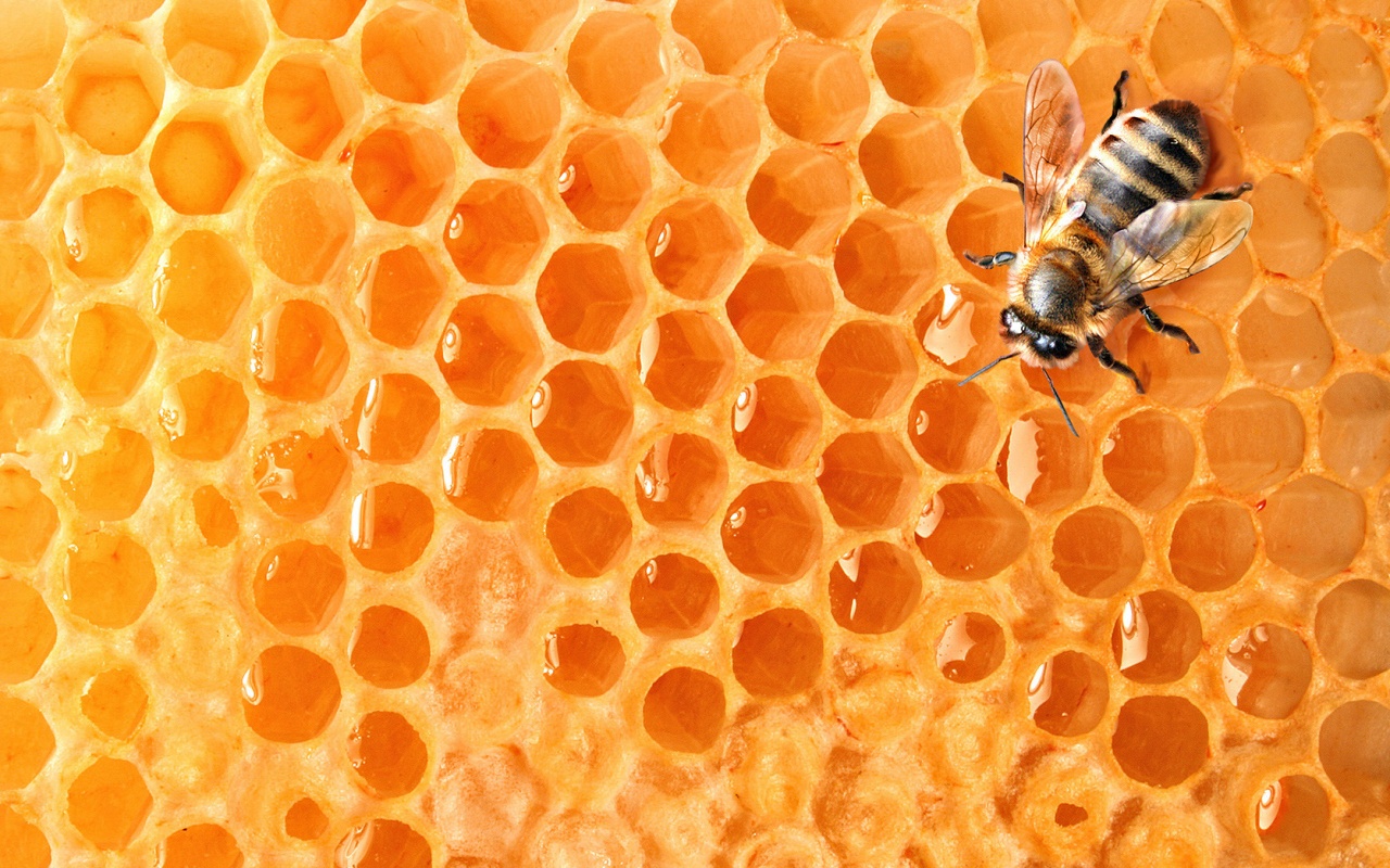 Пчела на сотах с медом обои