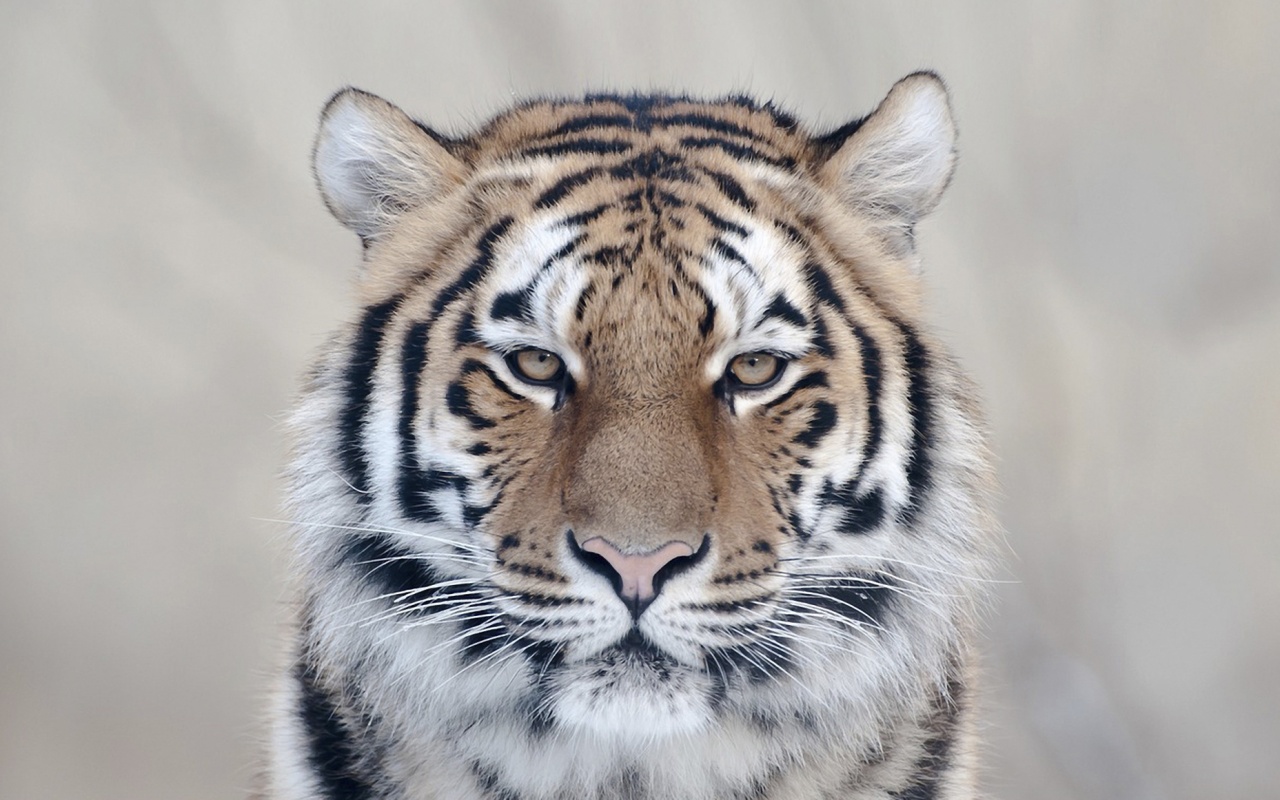 Красавец тигр обои