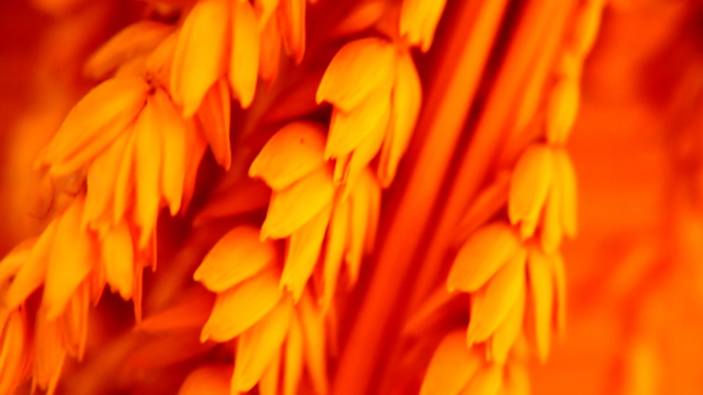Оранжевое соцветие обои