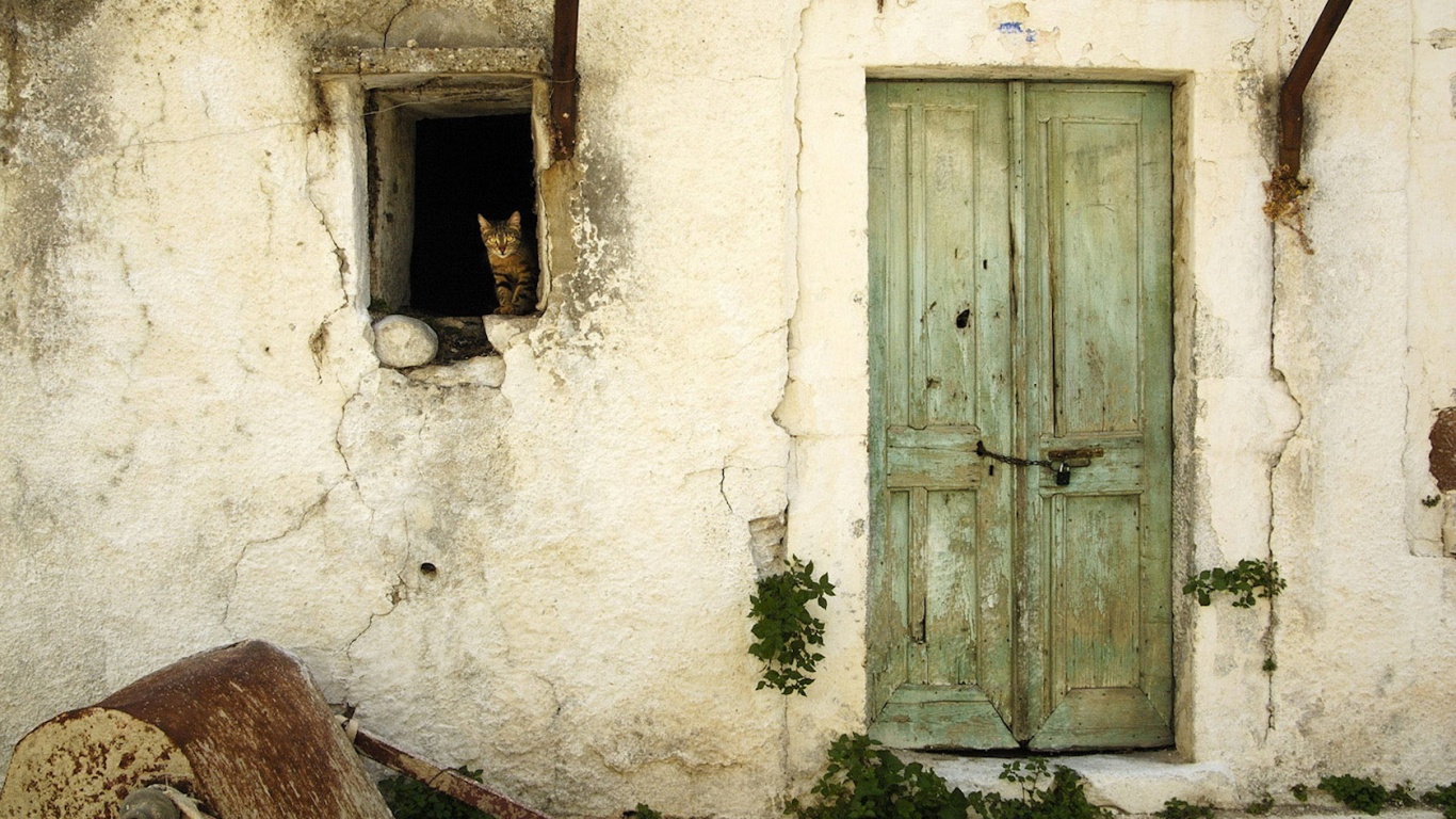 Кот выглядывает из разрушенного дома обои