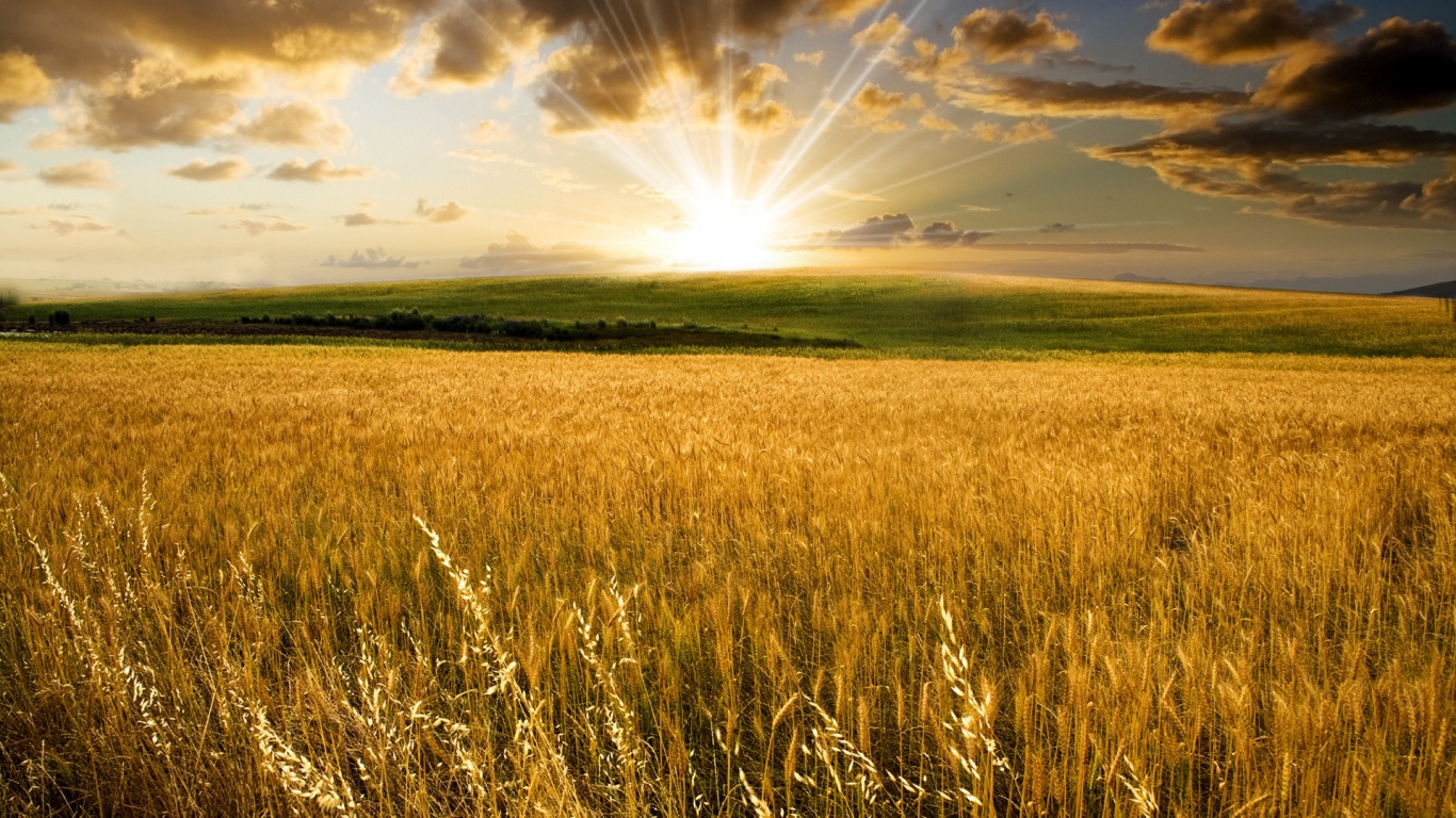 Восход над пшеничным полем обои