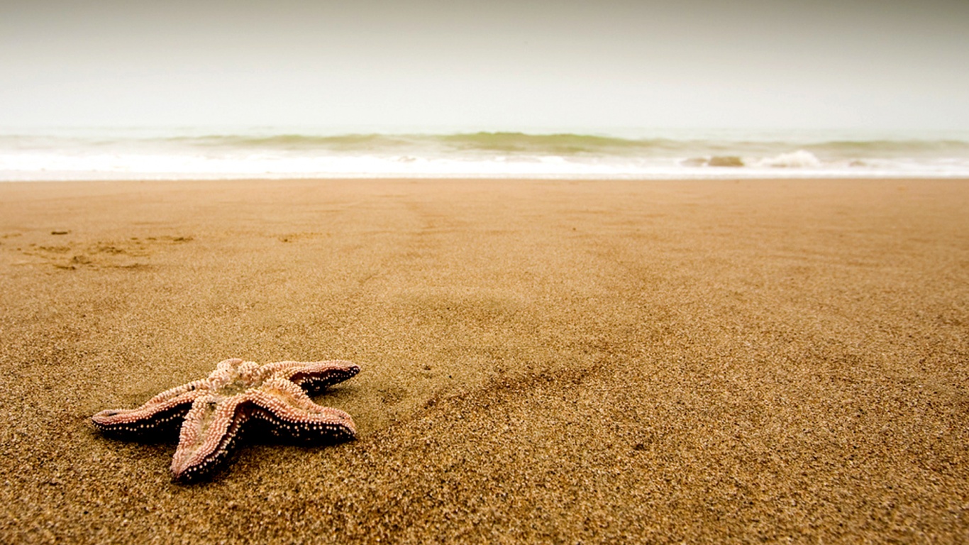 Морская звезда на бесконечном пляже обои