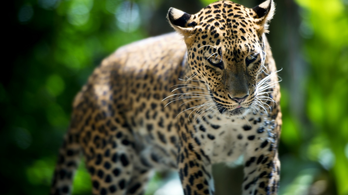 Леопард в сингапурском зоопарке обои