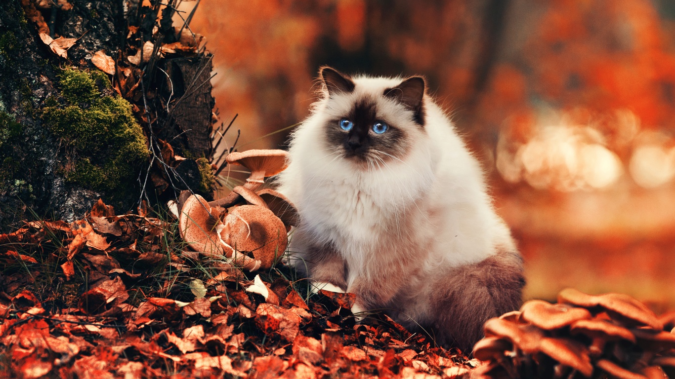 Пушистый кот среди пожелтевшей листвы обои