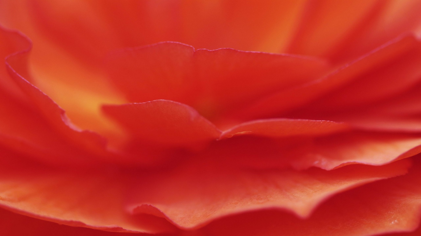 Лепестки красного цветка обои
