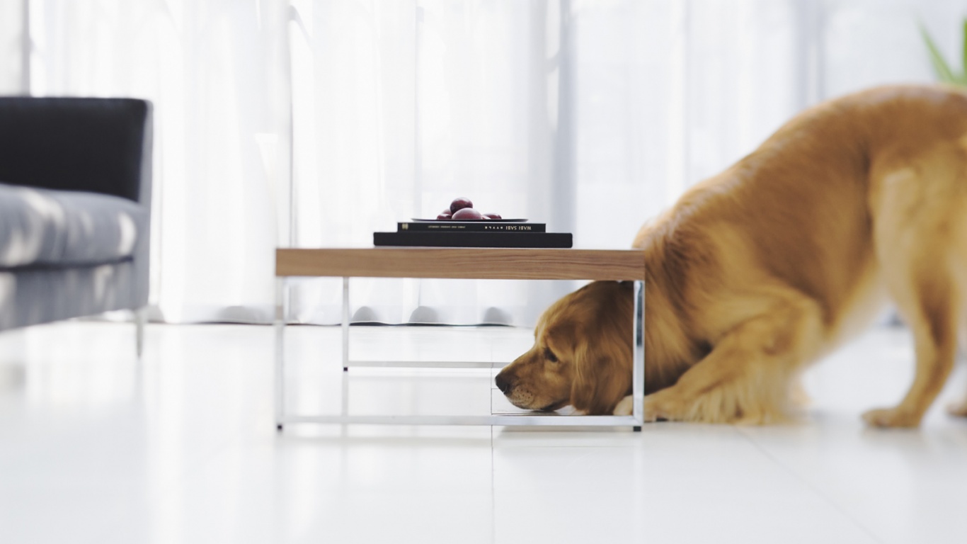 Большая собака под маленький столик обои