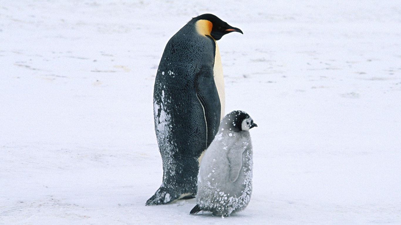 Пингвин с птенцом обои