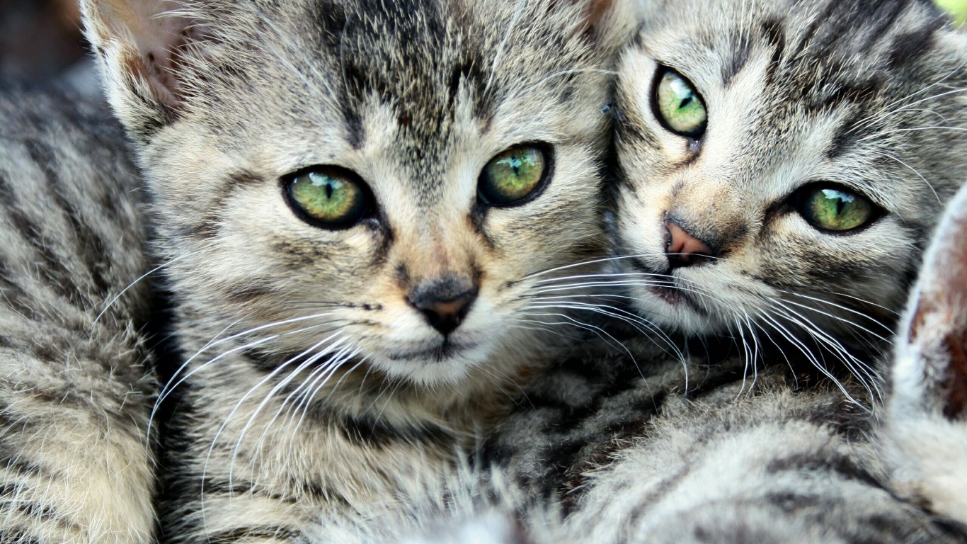 Котята в обнимку обои