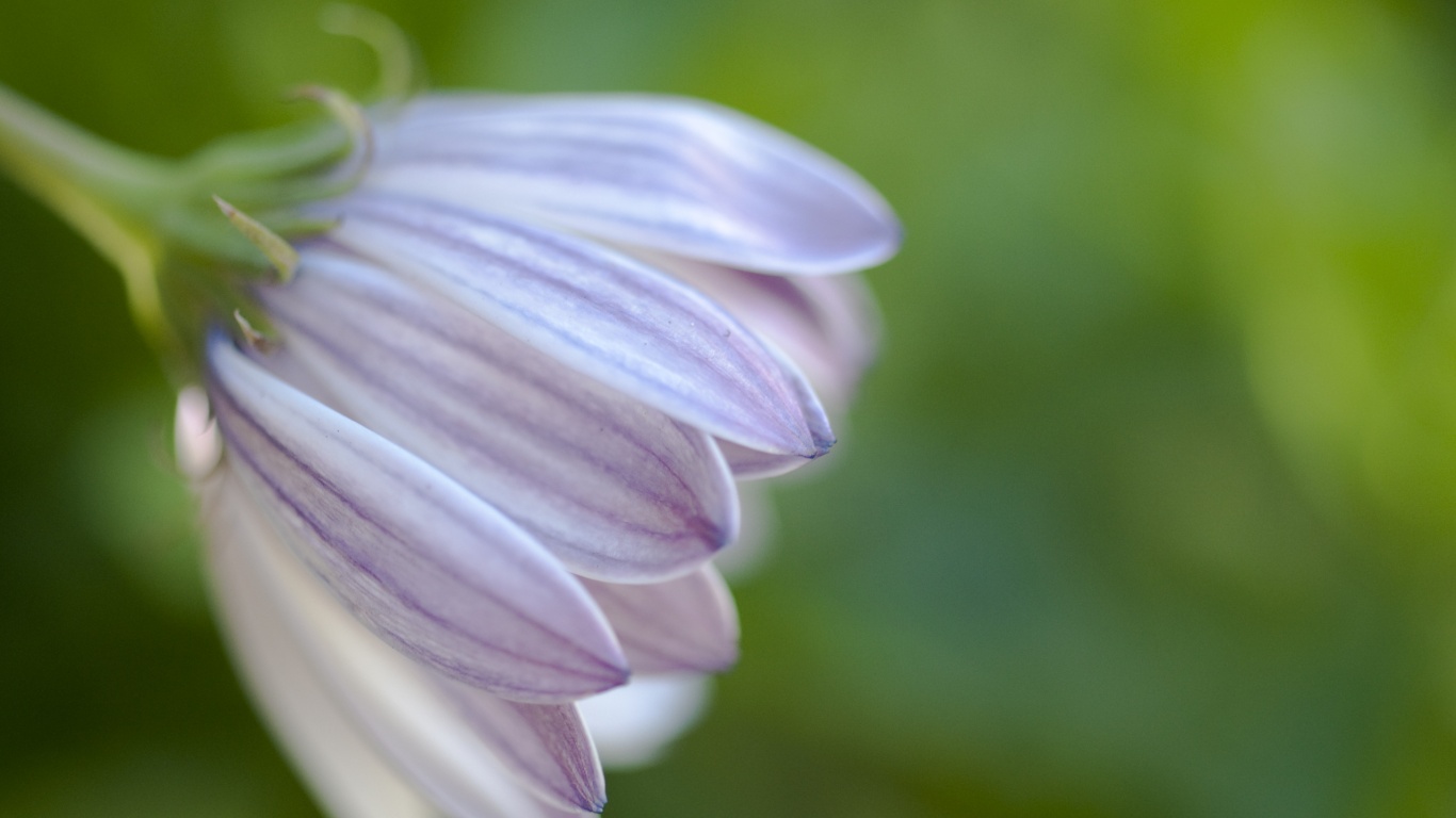 Нежно-фиолетовый цветок обои