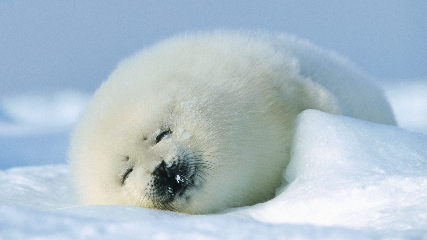 Гренландский тюлень обои