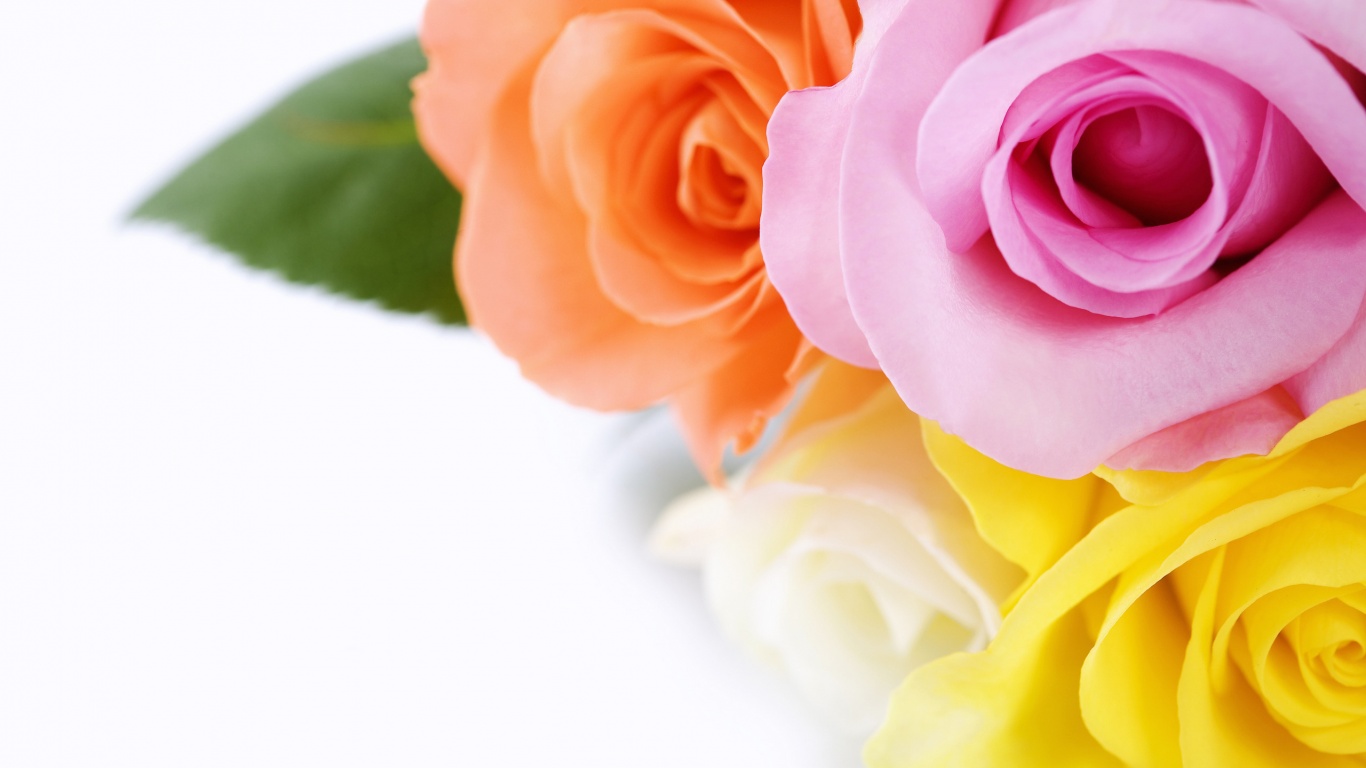 Букет разноцветных роз обои