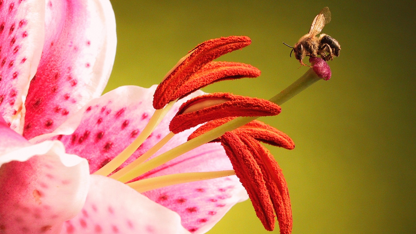 Трудолюбивая пчела на прекрасном цветке обои