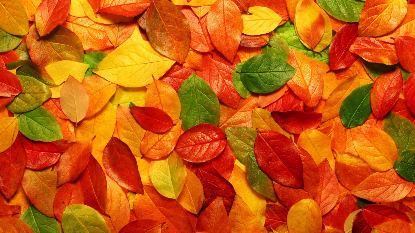 Цветной ковёр из листьев обои