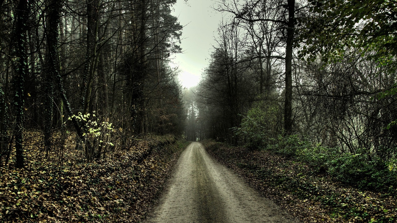 Дорога через лес обои
