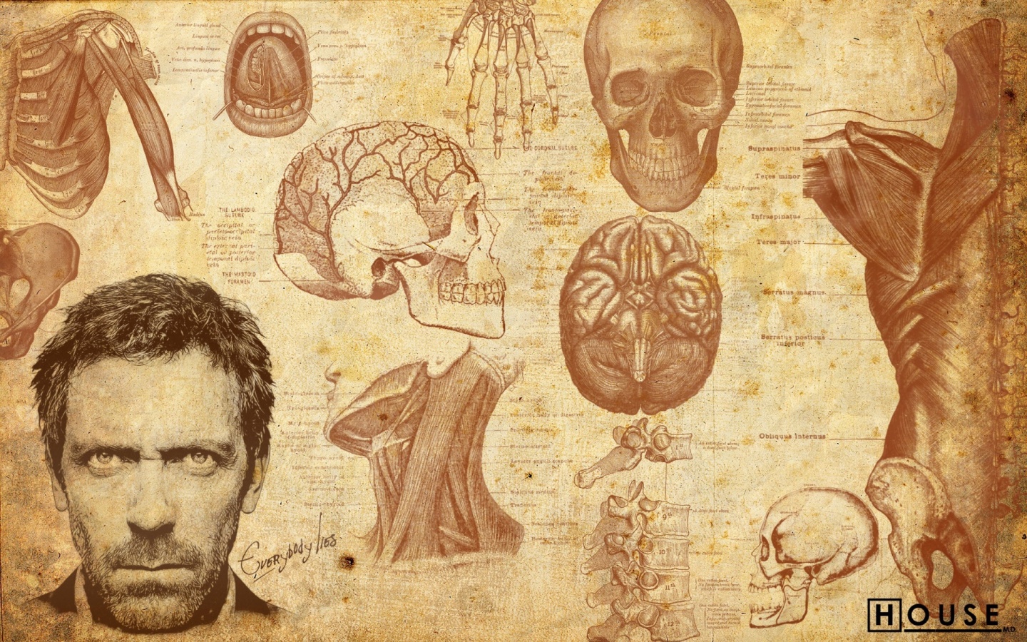 Анатомические рисунки доктора Хауса обои