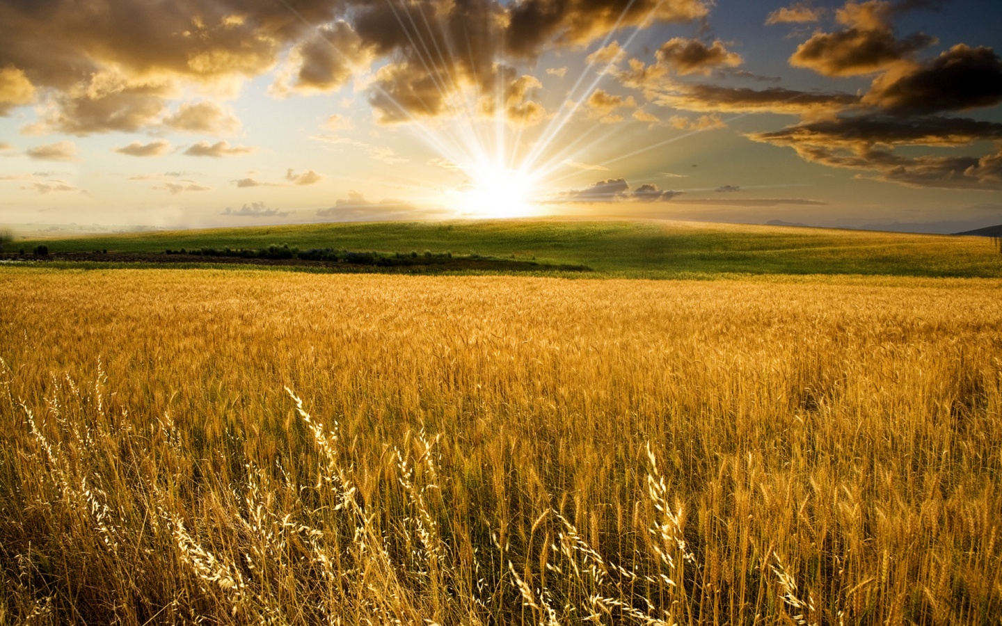 Восход над пшеничным полем обои