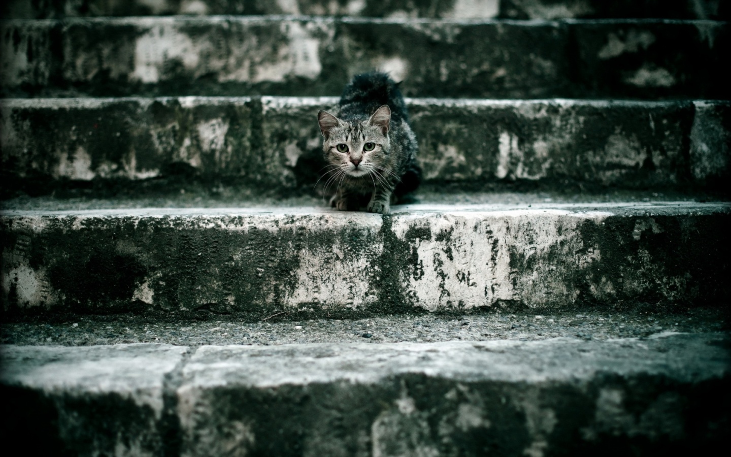 Растрепанная кошка на ступеньках лестницы обои