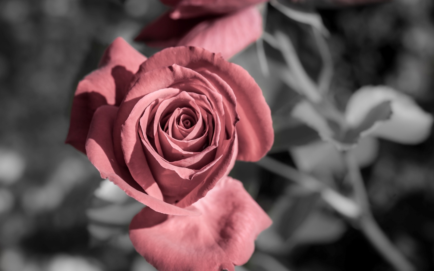 Красная роз обои