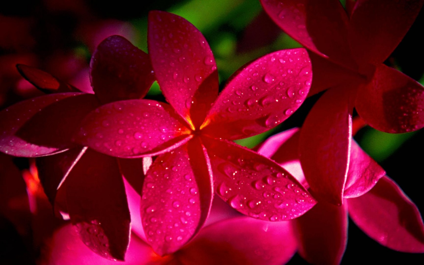 Розовый цветок обои