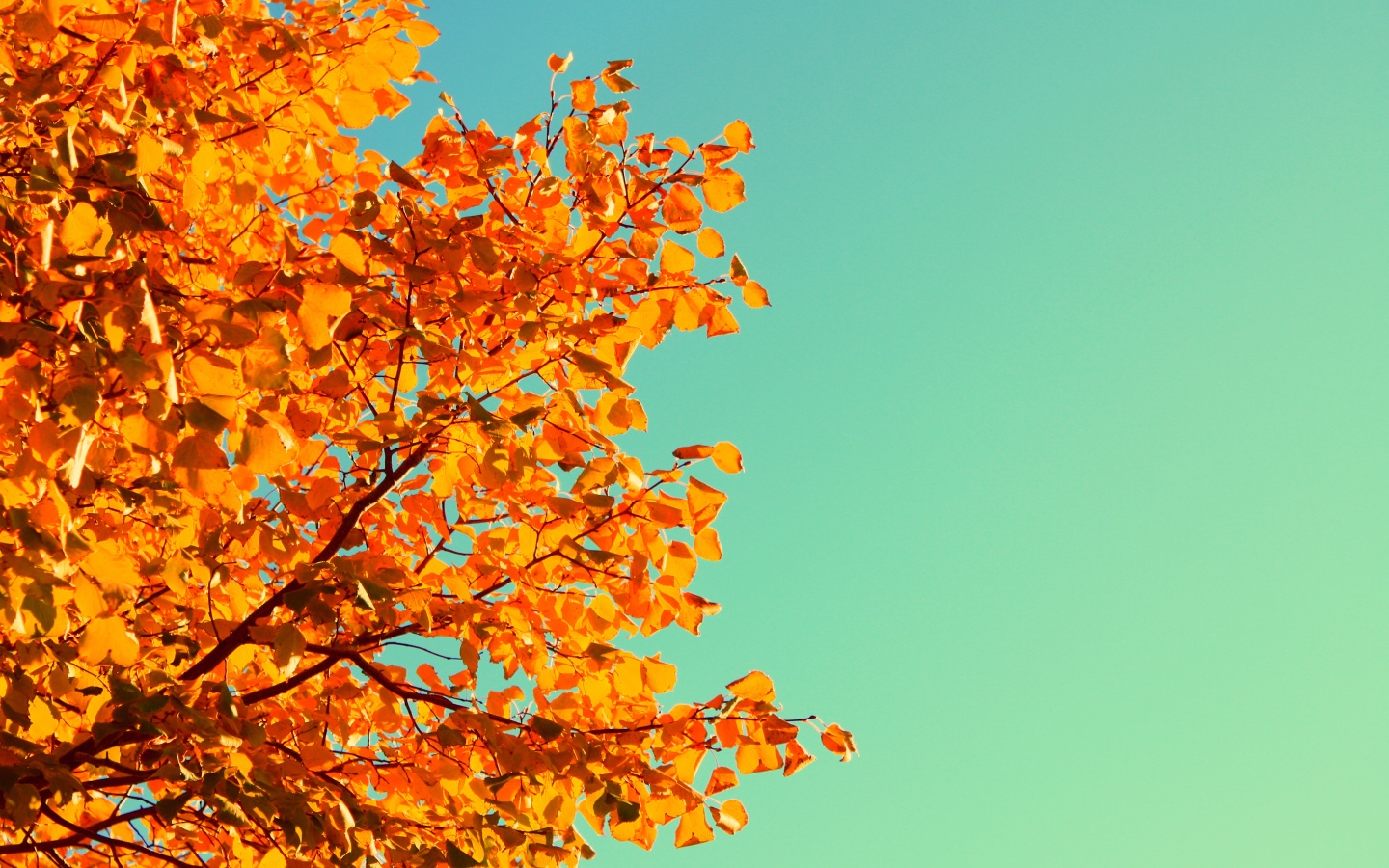 Ветви с пожелтевшими листьями на фоне неба обои