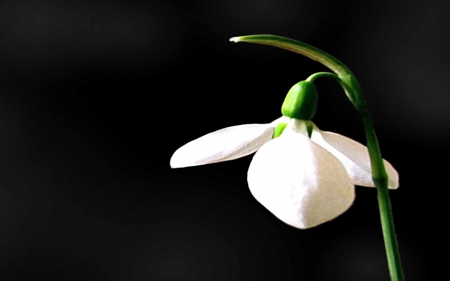 Белый цветок обои