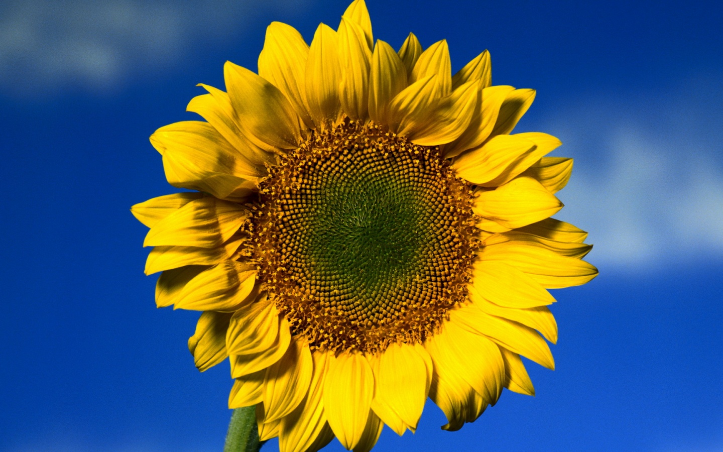 Солнечный цветок обои