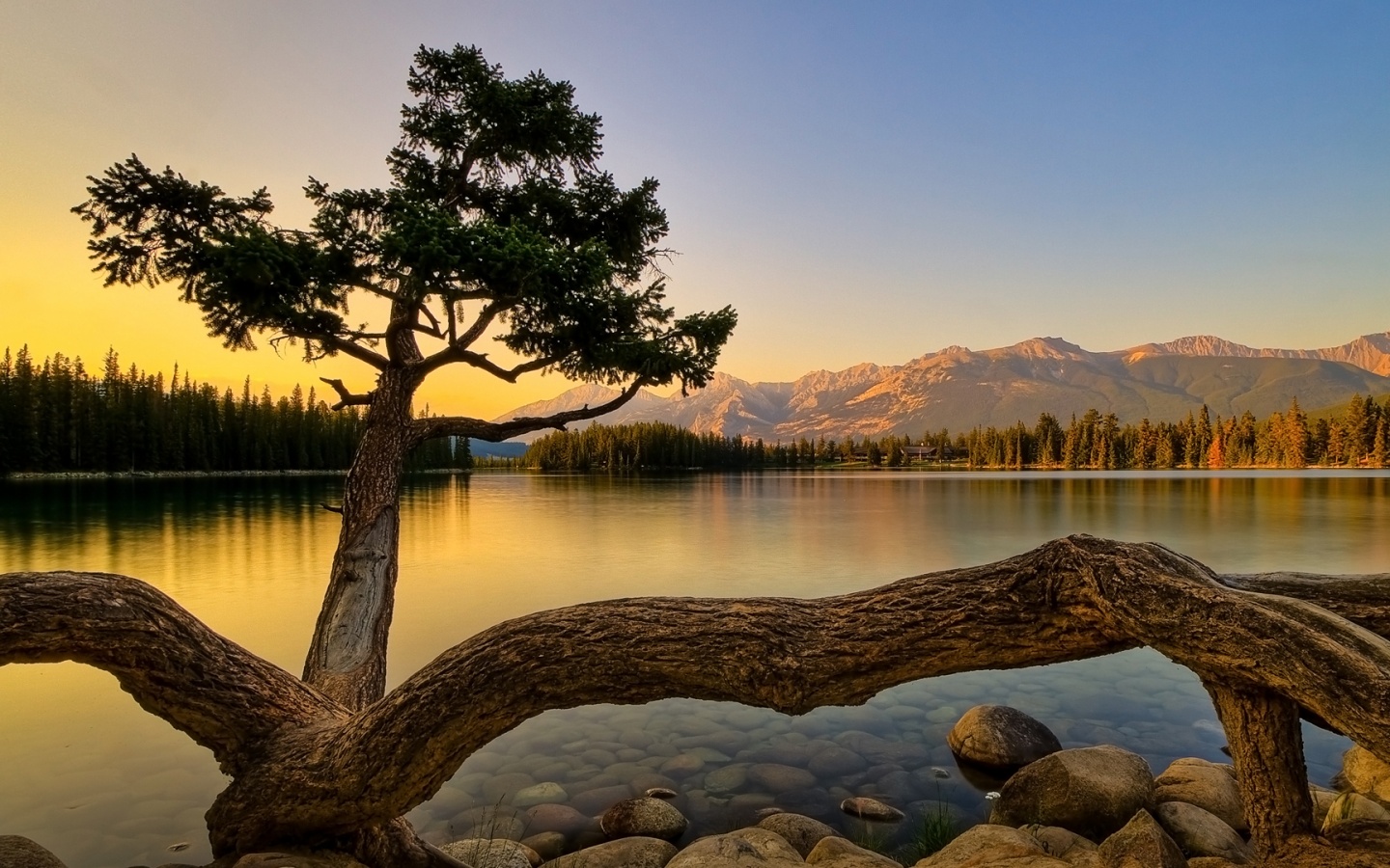 Дерево у горного озера обои