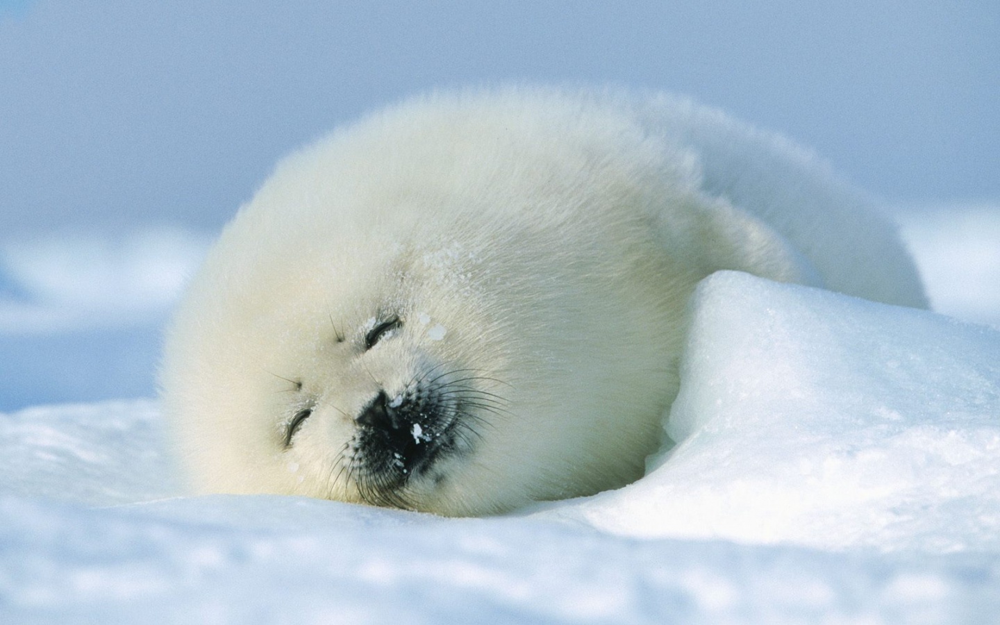 Гренландский тюлень обои