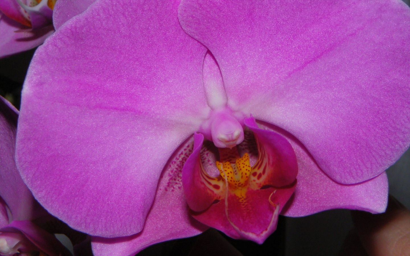 Фиолетовая орхидея обои