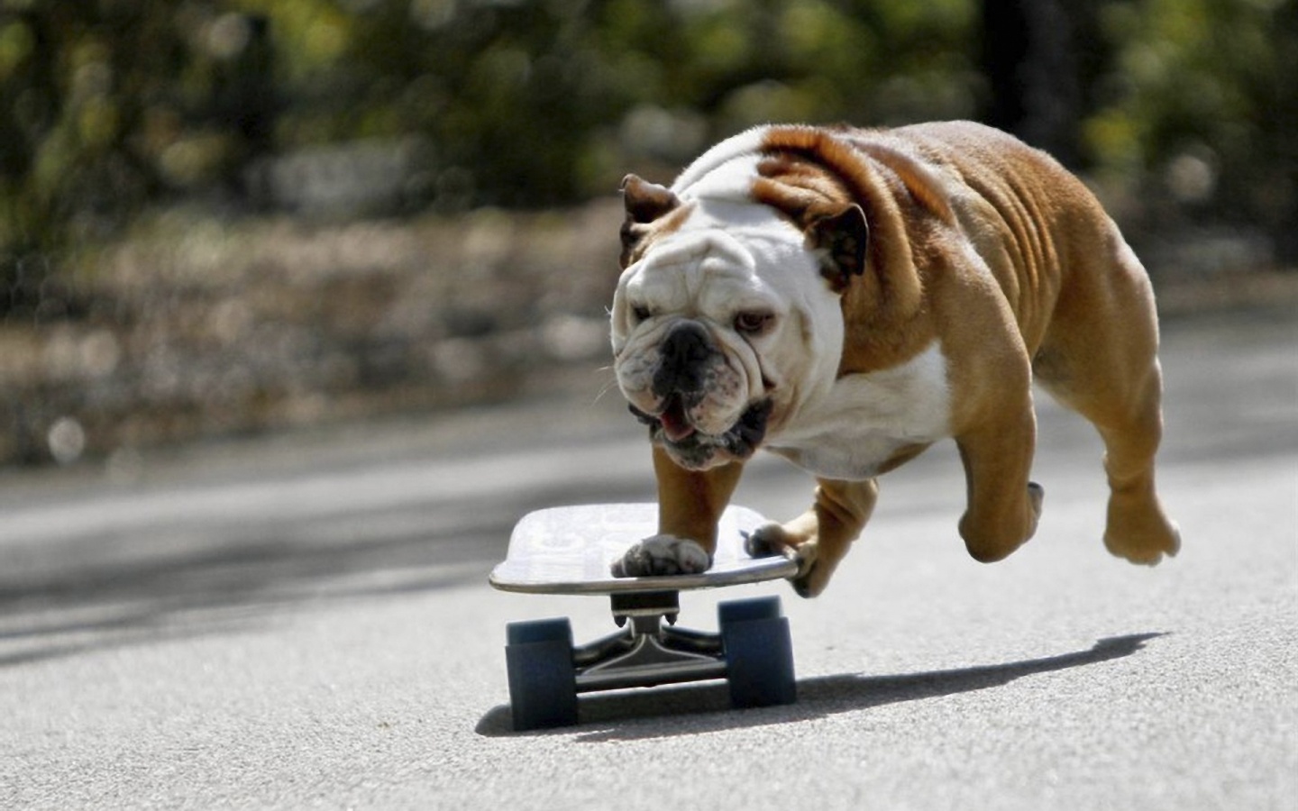 Собака на скейтборде обои