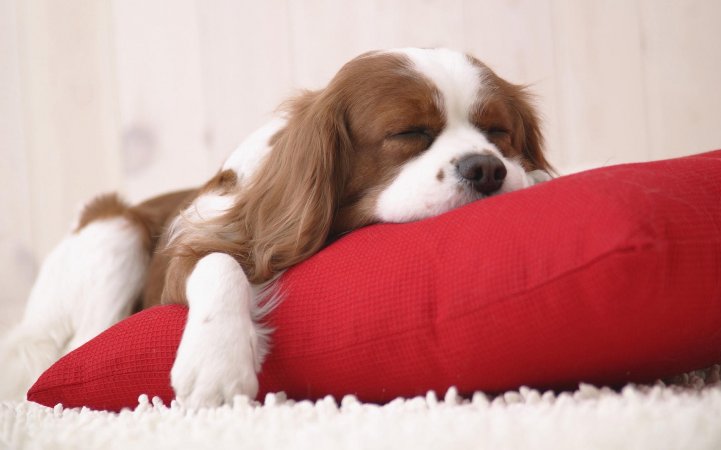 Спящий щенок на красной подушке обои