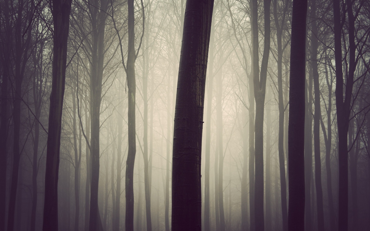 Туман в лесу обои