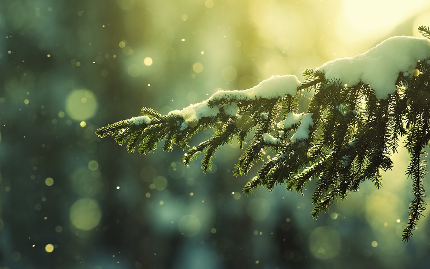 природа ветка зима снег ель nature branch winter snow spruce без смс
