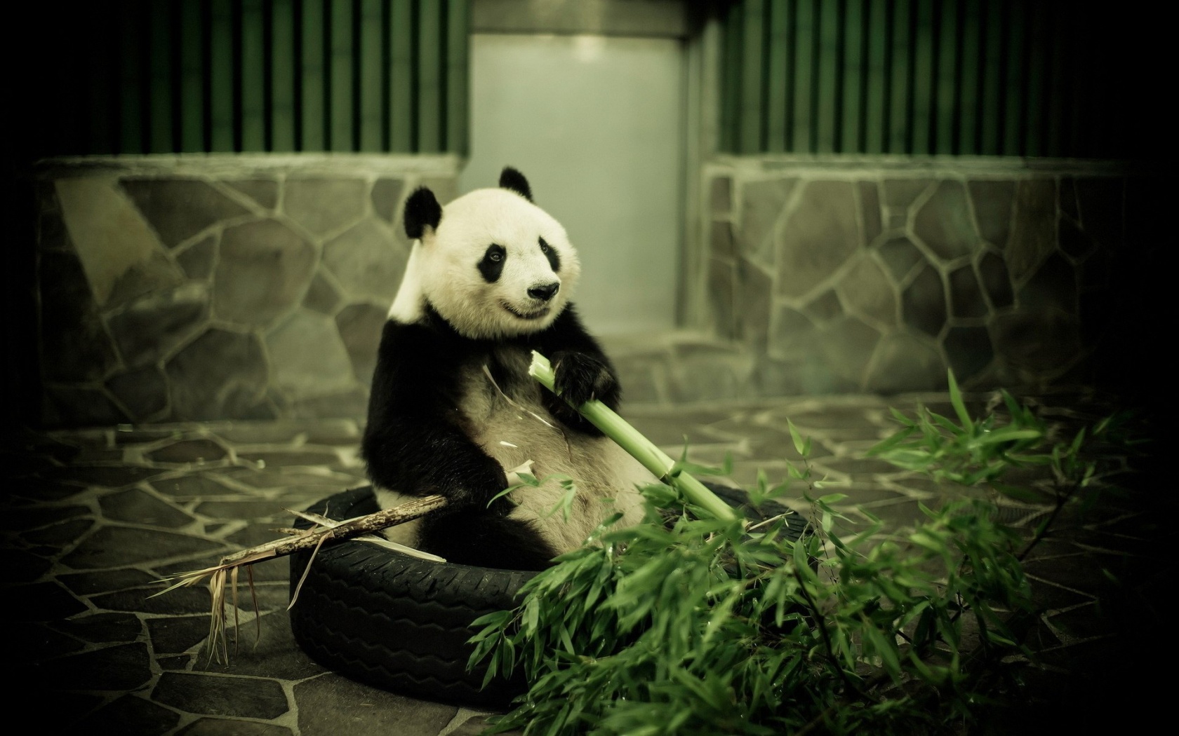 Панда точит бамбук обои