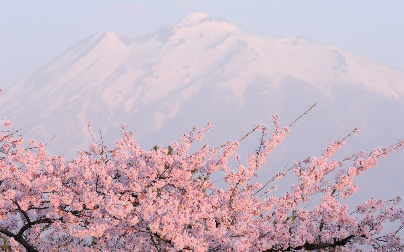 Цветение вишни в горах обои