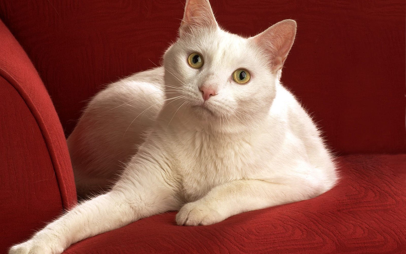 Белой кот на красном диване обои