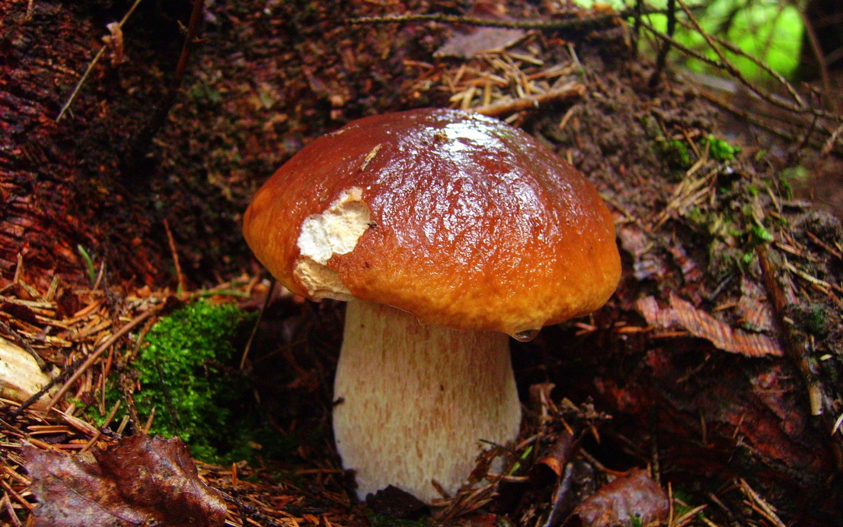 Лесные грибы на пне загрузить