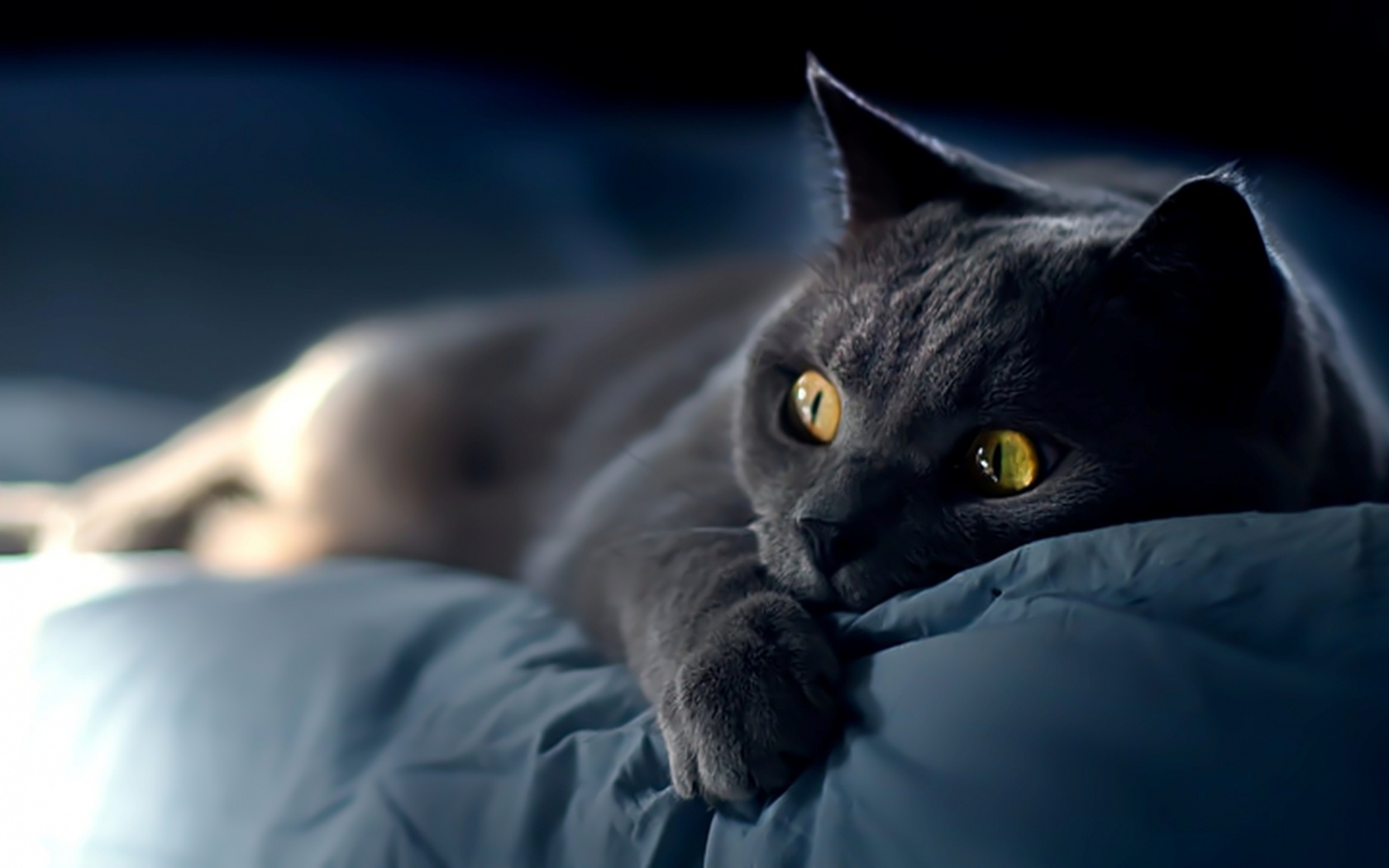 Персидский кот на кровати обои